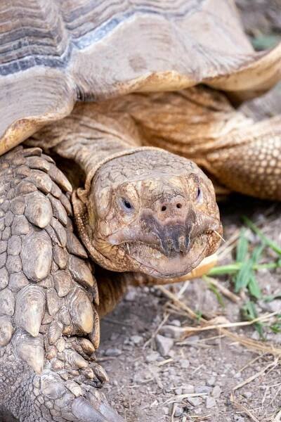bezplatná Základová fotografie zdarma na téma africká želva ostruhatá, africké divoké zvěře, biodiverzity Základová fotografie