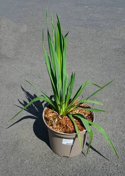 Yucca filamentosa juka vláknitá - Havlis.cz