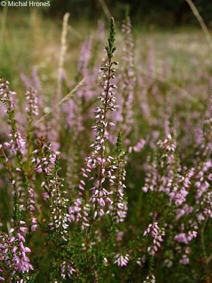 Calluna vulgaris - vřes obecný | Ericaceae - vřesovcovité | Natura Bohemica