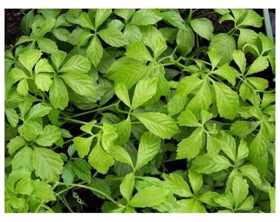 Pětilistý ženšen Jiaogulan (Gynostemma pentaphyllum) semena ženšenu - 7 ks