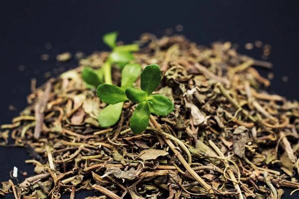 dried brahmi leave