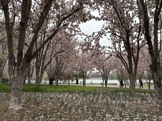 Beautiful spring trees
