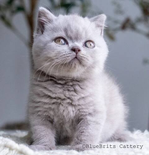 Lilac kitten for sale, Finn, 11 weeks old, super fluffy. Lilac British Shorthair kitten, male.