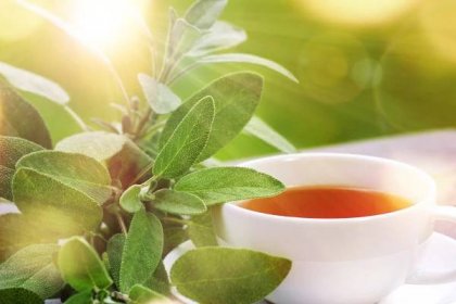 Čaj ze šalvěje zmírňuje nadměrné pocení, pomáhá při menstruačních problémech, odstraňuje obtíže při klimakteriu. Je vhodný také tehdy, pokud chceme zlepšit koncentraci a oddálit duševní vyčerpanost.