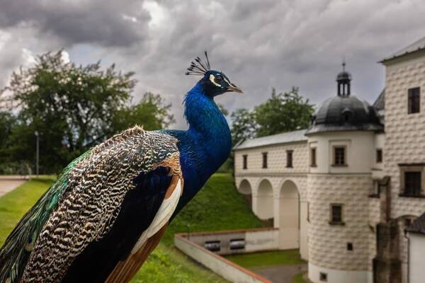 Zámek Pardubice - Východočeské muzeum v Pardubicích | Pardubice.eu