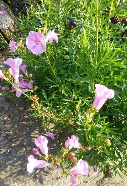 Dvojostice Olgy (Incarvillea olgae)