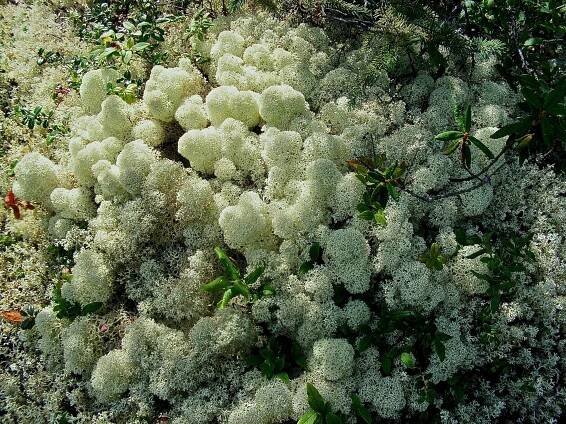 Giant Puffball - Self Heal Distributing