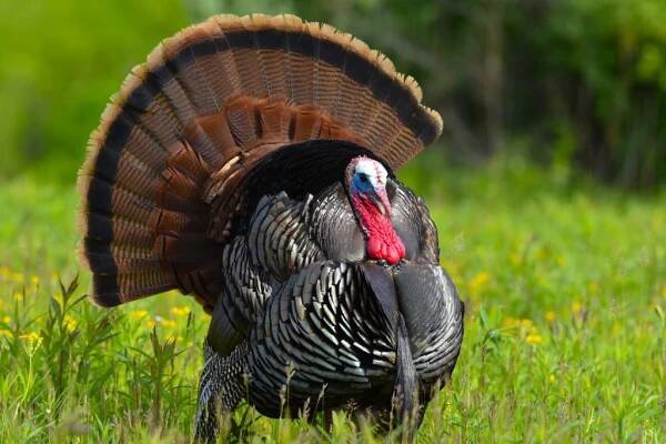 Turkey Hunting 101 - The National Wild Turkey Federation