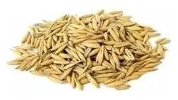 BOSKOP oves 20kg