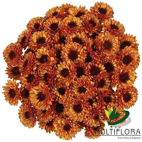 Category: Novelty Poms | Multiflora