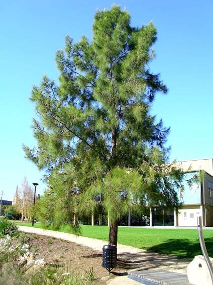 Soubor:Casuarina cunninghamiana growing next to the Wollundry Lagoon (3).jpg – Wikipedie