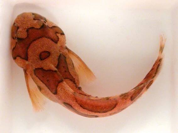 Snailfish