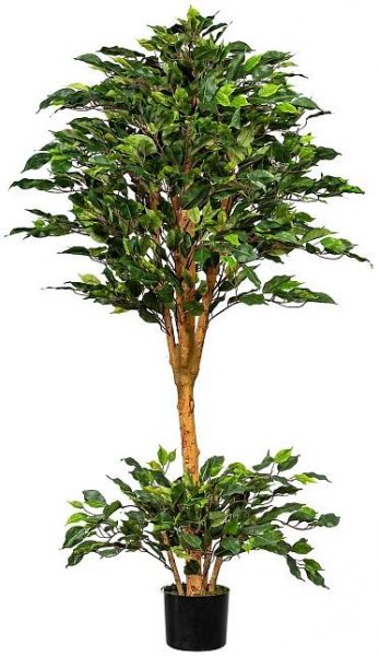 Ficus benjamina