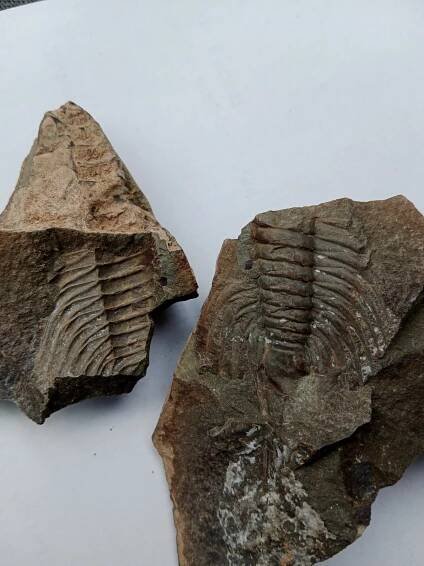 Trilobiti
