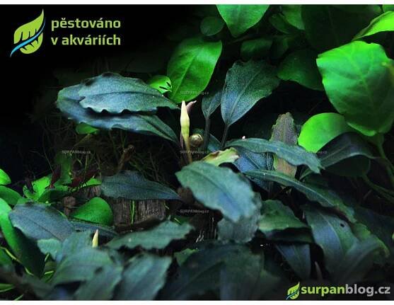 Bucephalandra Brownie Ghost - SURPAN