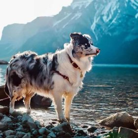 Australian Shepherd Colors: How Many Shades Are There?