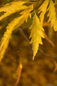 Buk lesní Aspleniifolia (Fagus sylvatica), listy podzim