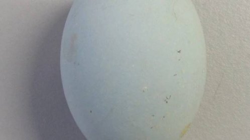 White-faced Heron (Egretta novaehollandiae) egg