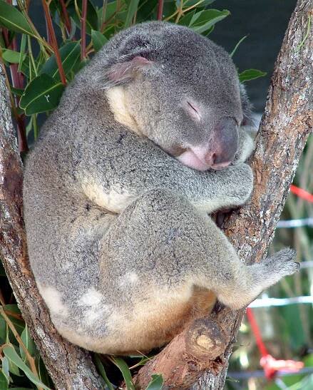 File:Australia Cairns Koala.jpg - Wikimedia Commons