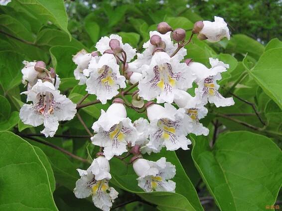 Catalpa: užitečné vlastnosti a jak je používat přeměňte svou zahradu na nepoznání? | Architektura, konstrukce a návrh interiéru
