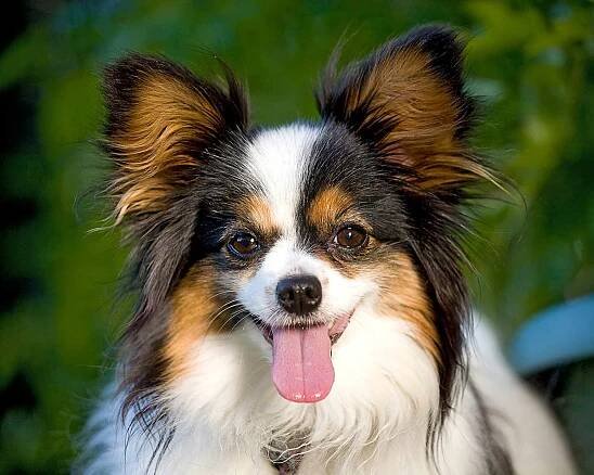 closeup of a papillon looking at the camera with her tongue out
