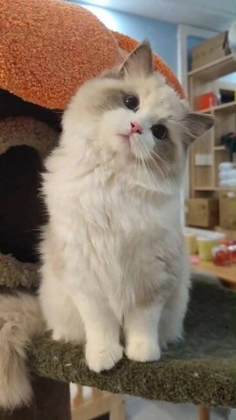 Rare Cats, Image Chat, Cute Little Kittens, Exotic Shorthair, Cute Cats Photos, Fluffy Cat, Cute Animal Photos, Funny Cute Cats