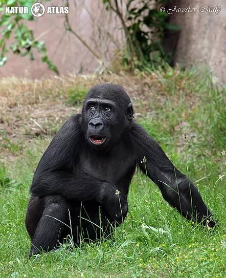 gorila nížinná (Gorilla gorilla)