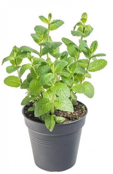 Máta peprná, Mentha piperita, v květináči skladem