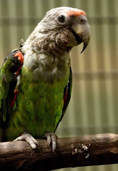 Soubor:Poicephalus robustus -Jurong Bird Park-8a.jpg – Wikipedie