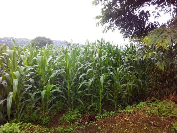 After 40 days |Update On Maize Plantation Project |2020 | Exceptional Family Network