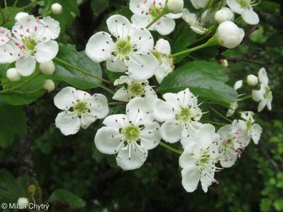 Crataegus monogyna – hloh jednosemenný