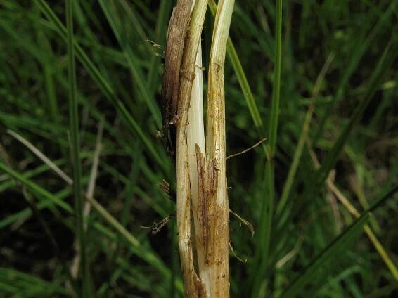 Obrázek - Carex nigra subsp. juncella (ostřice obecná sítinovitá) | BioLib.cz