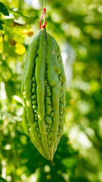 How to grow Bitter Gourd (Karela) from seed in the balcony garden