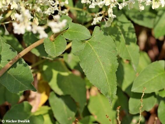 Fallopia aubertii - opletka čínská | Polygonaceae - rdesnovité | Natura Bohemica