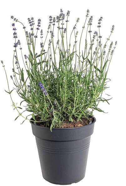 Levandule, Lavandula angustifolia Hidcote Blue Strain, skladem | ZAZUMi.cz