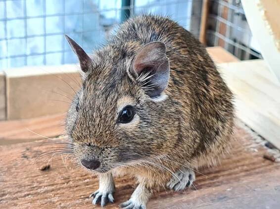 Osmáci Degu! - Zvíře v tísni