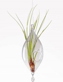 Aerárium pro rostlinku tilandsie - OLIVA o průměru 100mm, s dvěma otvory | dárkové sklo DTGlass