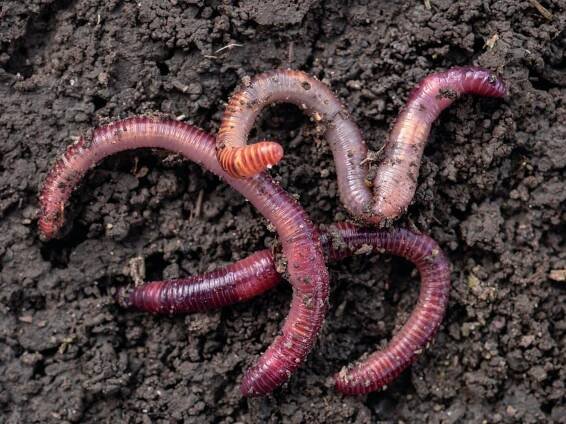 Earthworms,In,Black,Soil,Of,Greenhouse.,Macro,Brandling,,Panfish,,Trout,