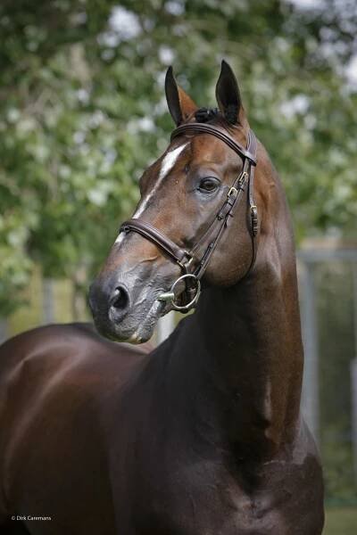 Hickstead - Stephex Stables