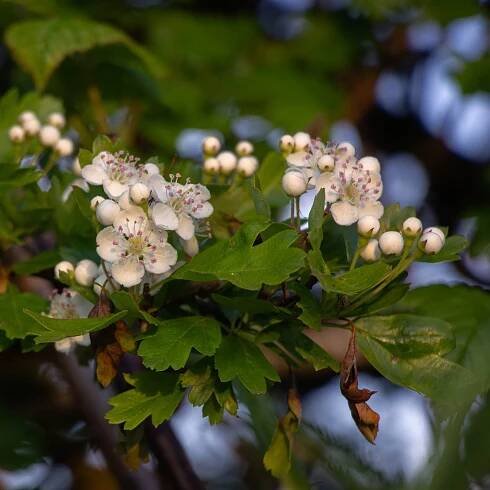 The Hawthorn Tree - Magic and Ritual