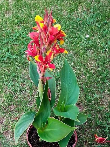 Atlas - fotogalerie: canna; 1