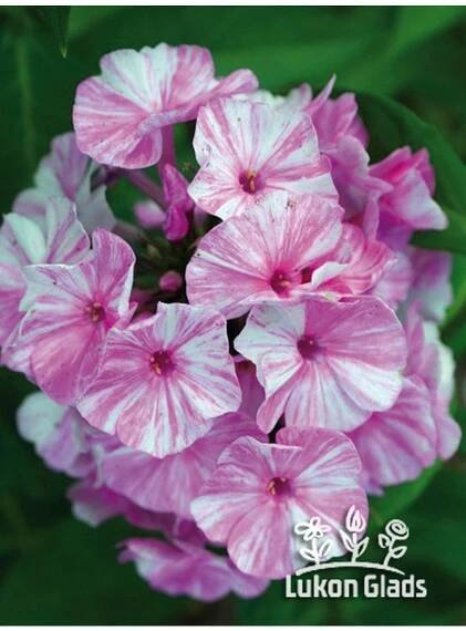 Phlox paniculata PICASSO - plamenka latnatá, flox
