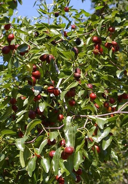 Ziziphus
