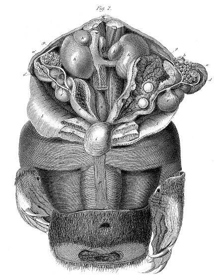 Dissection of a female platypus, showing the egg-laying apparatus. From: On the Ova of the Ornithorhynchus paradoxus Richard Owen Philosophical Transactions of the Royal Society of London Vol. 124 (1834), pp. 555-566. http://www.jstor.org/stable/108077 FREE!
