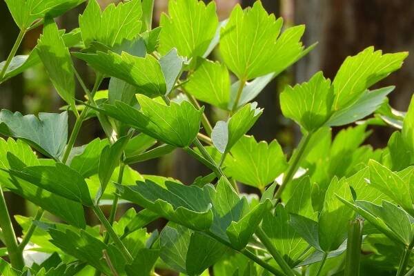 Jak uchovat libeček, abychom si jeho chuť a vitamíny užili i v zimě