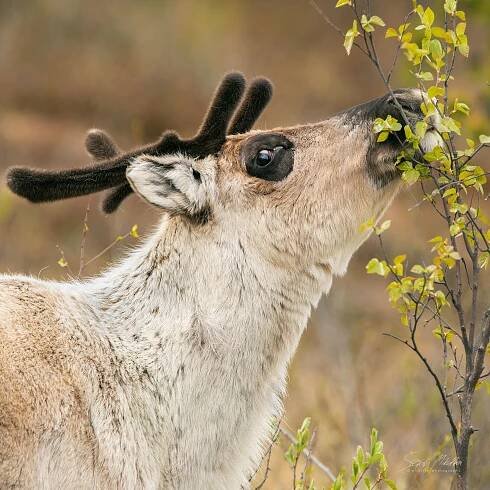 Sudokopytníci jelenovití | Štěpán Mikulka | Wildlife fotograf