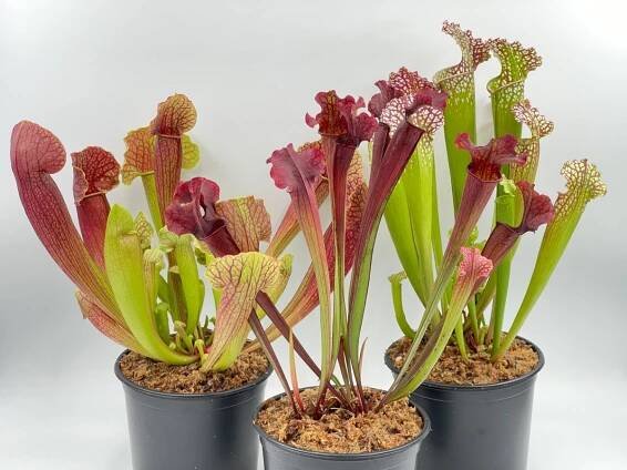 Pleurothallis Sarracenia