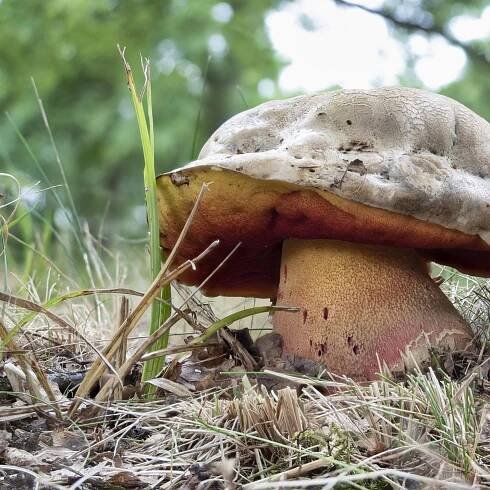 Hřib satan (Rubroboletus satanas)