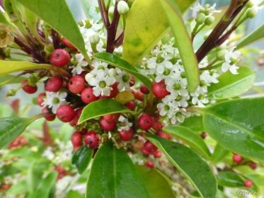 Větévka s květy a plody (Ilex mitis)
