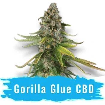CBD Gorilla Glue Auto - Svět Semínek ks: 10